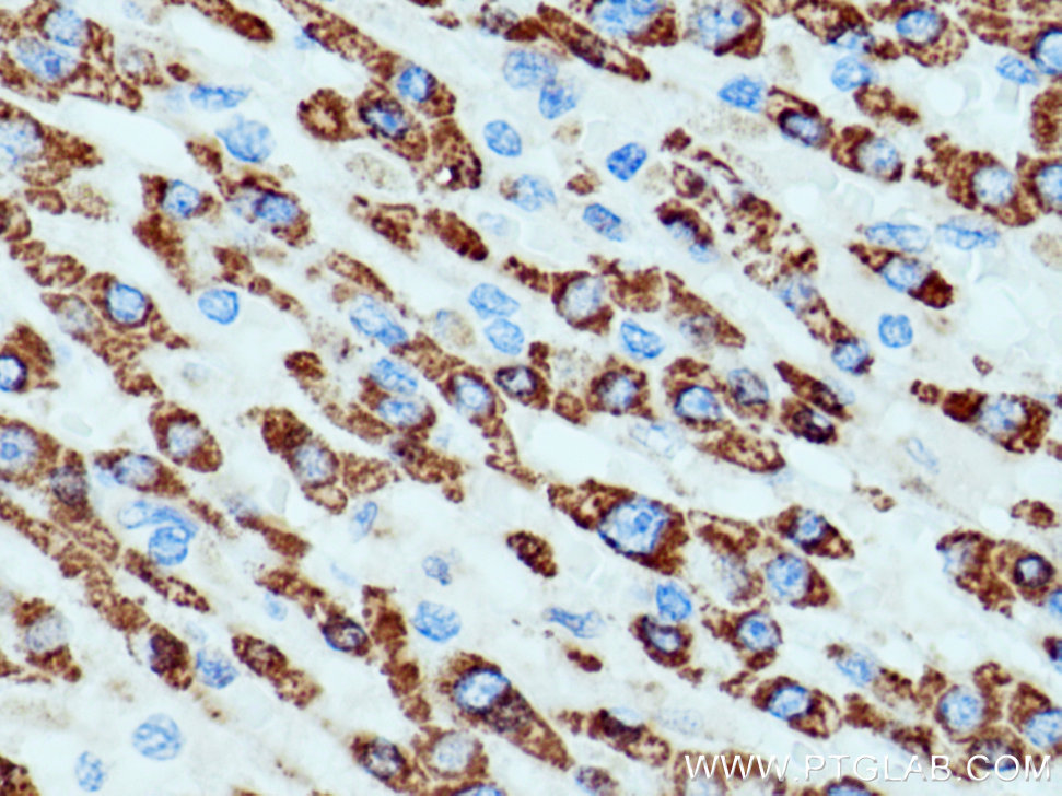 ALDH4A1 Polyclonal antibody