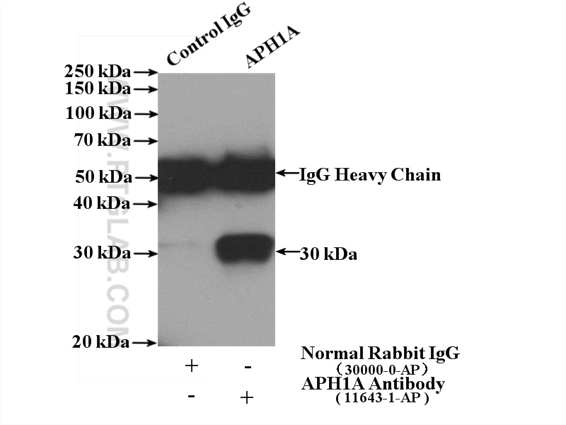 APH1A Polyclonal antibody