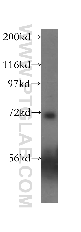 ASIC4 Polyclonal antibody