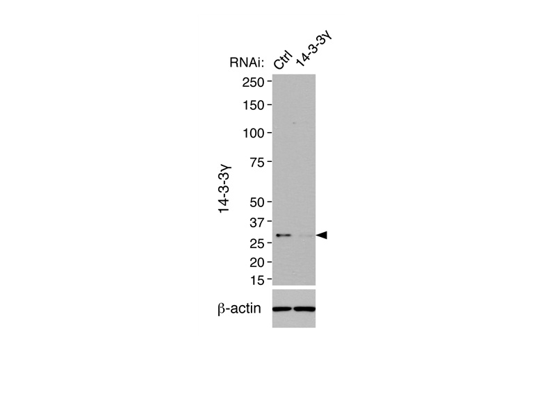 14-3-3 GAMMA-Specific Polyclonal antibody