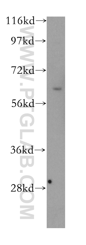 AF9 Polyclonal antibody