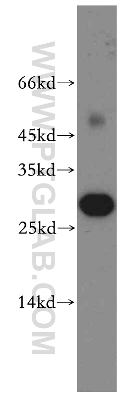ASPRV1 Polyclonal antibody
