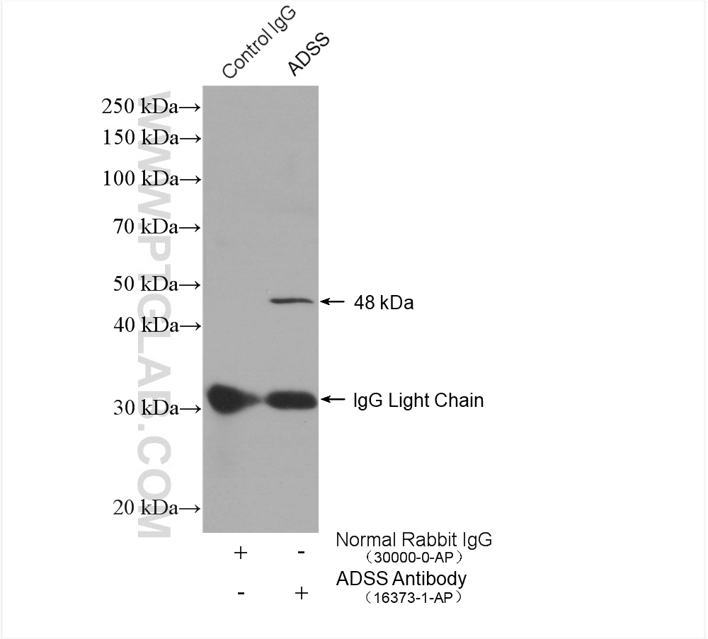 ADSS Polyclonal antibody