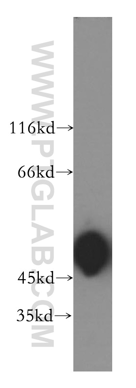 ACTR3B Polyclonal antibody