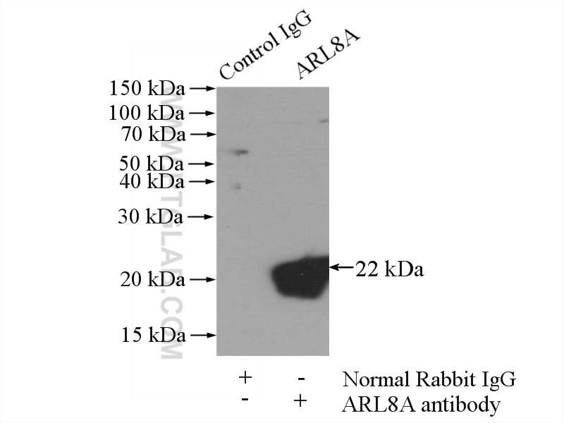 ARL8A Polyclonal antibody