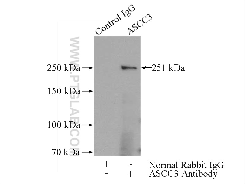 ASCC3 Polyclonal antibody