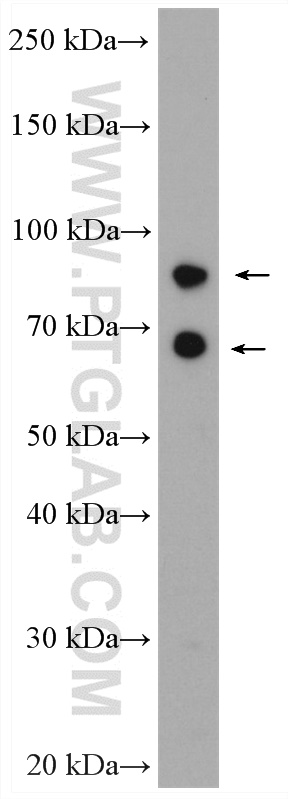 AP1G2 Polyclonal antibody