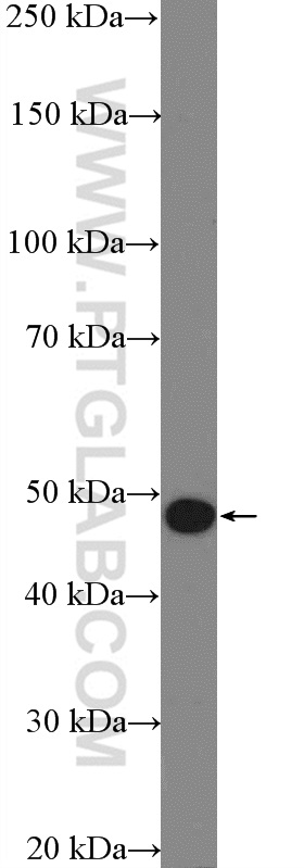 ASB6 Polyclonal antibody