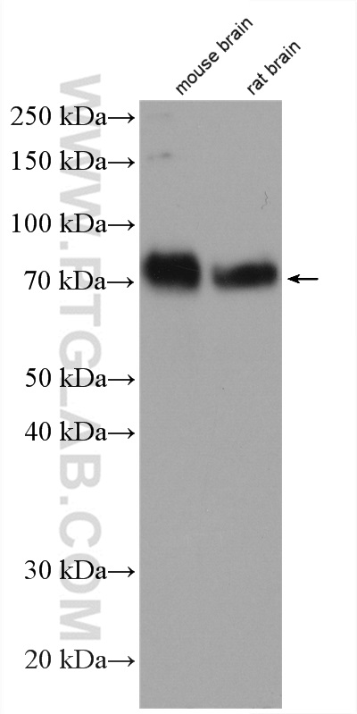 AMIGO1 Polyclonal antibody