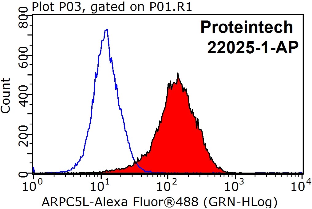 ARPC5L Polyclonal antibody
