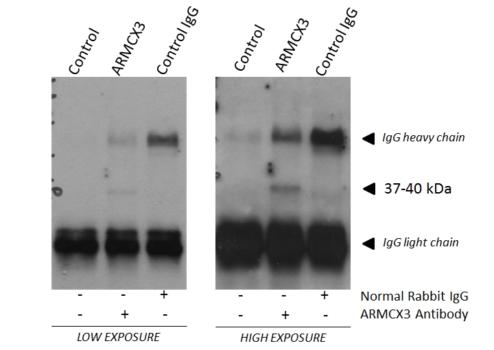 ARMCX3 Polyclonal antibody