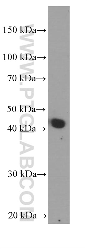 APOA4 Monoclonal antibody