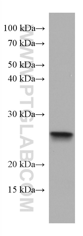 ASC/TMS1 Monoclonal antibody