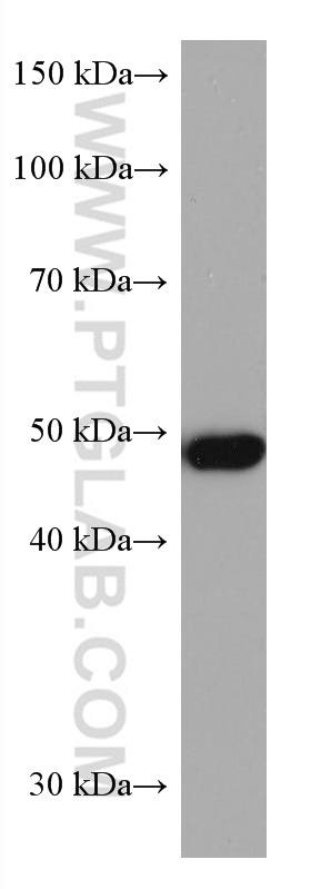 ADC Monoclonal antibody