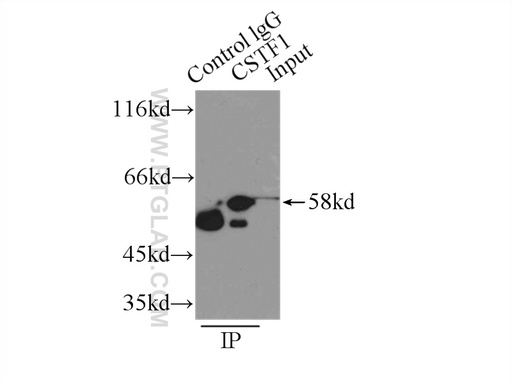 [10064-2-AP-150UL] CSTF1 Polyclonal antibody