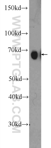 [10110-2-AP-150UL] PRC1 Polyclonal antibody