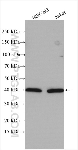 [10115-1-AP-20UL] WDR77 Polyclonal antibody