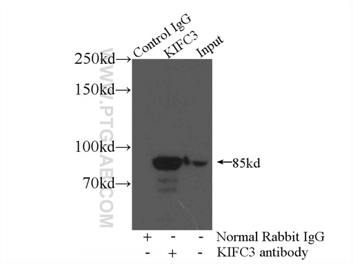 [10125-2-AP-150UL] KIFC3 Polyclonal antibody