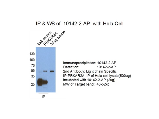 [10142-2-AP-150UL] PRKAR2A Polyclonal antibody