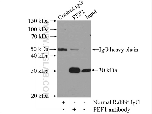 [10151-1-AP-150UL] PEF1 Polyclonal antibody