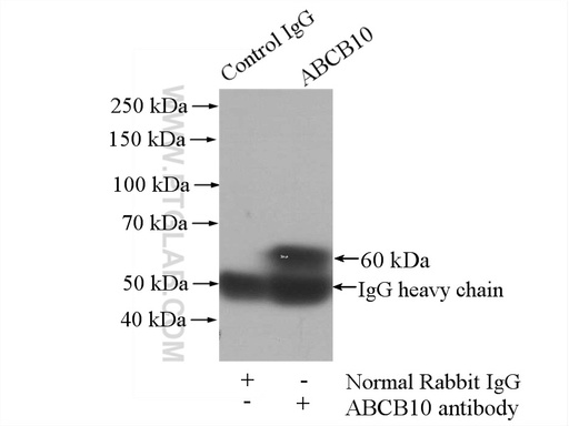 [14628-1-AP-20UL] ABCB10 Polyclonal antibody