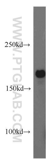 [14996-1-AP-150UL] ABCB6 Polyclonal antibody