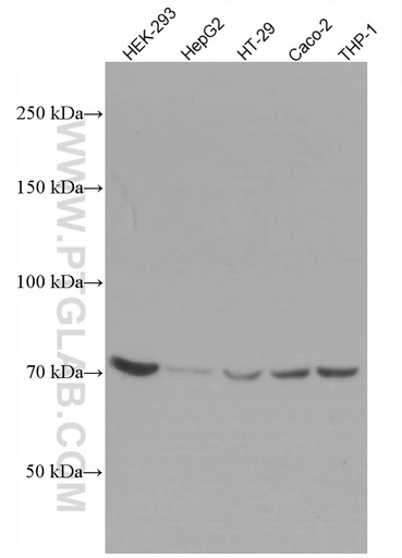 [66697-1-IG-150UL] ABCD3 Monoclonal antibody