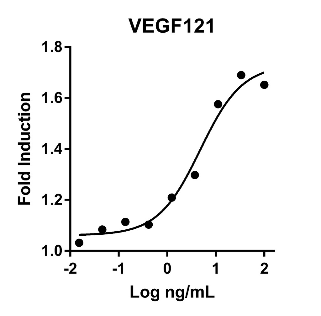 HumanKine® recombinant human VEGF121 protein