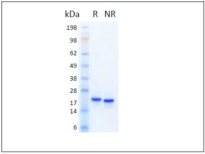 HumanKine® recombinant human Pleiotrophin (PTN) protein
