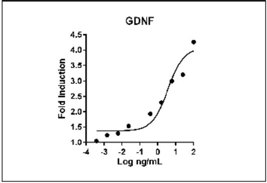 HumanKine® recombinant human GDNF protein