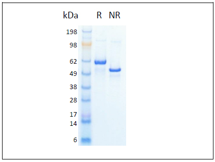 HumanKine® recombinant human HSA protein