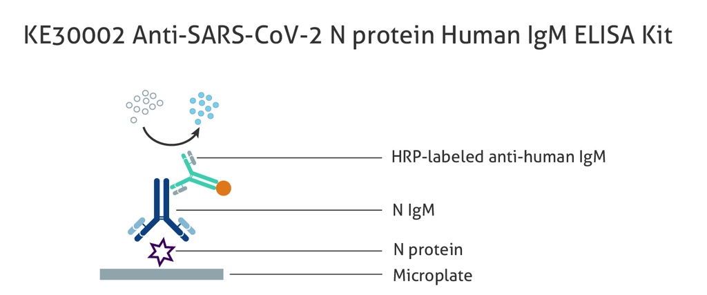   Anti-SARS-CoV-2 N protein Human IgM  ELISA Kit