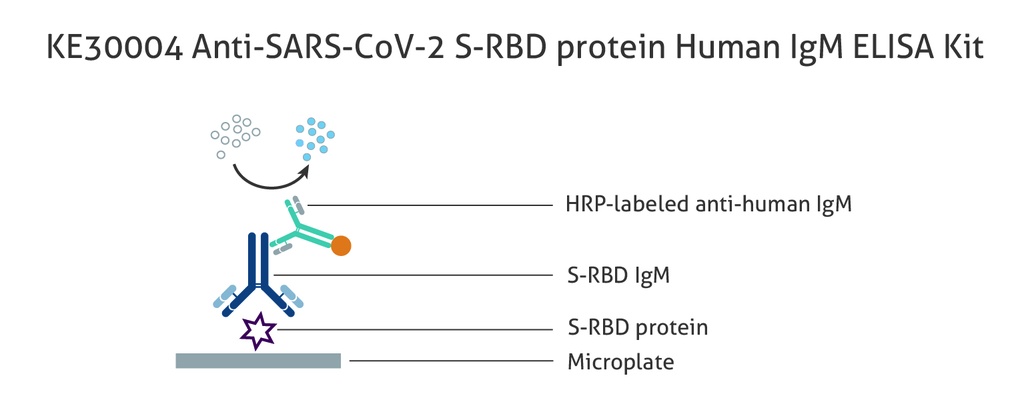 Anti-SARS-CoV-2 S-RBD protein Human IgM ELISA Kit