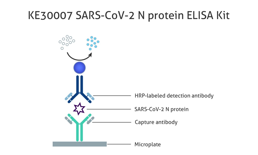   SARS-CoV-2 N protein ELISA Kit