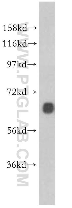 Marcksl1 Polyclonal antibody