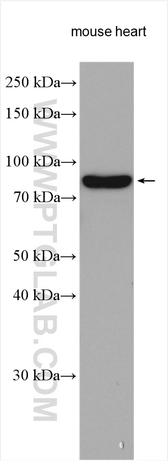 ABCF3 Polyclonal antibody