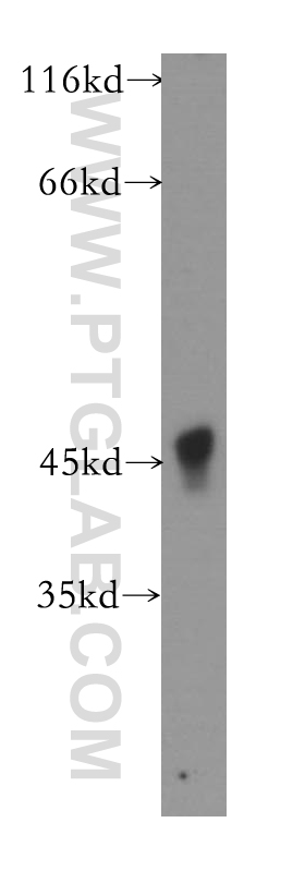 ACAD8 Polyclonal antibody