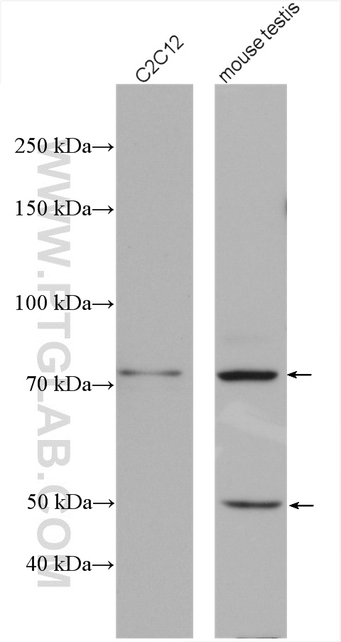 ABI3BP Polyclonal antibody
