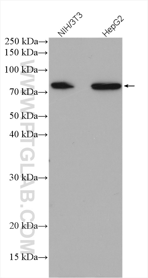 ABLIM3 Polyclonal antibody