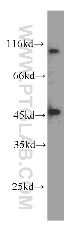 transcription termination factor-Specific Monoclonal antibody