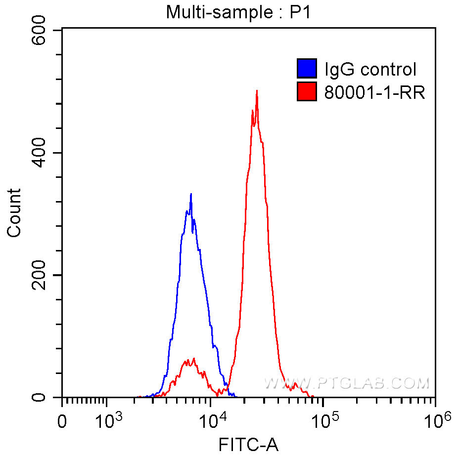 TDP-43 Recombinant antibody