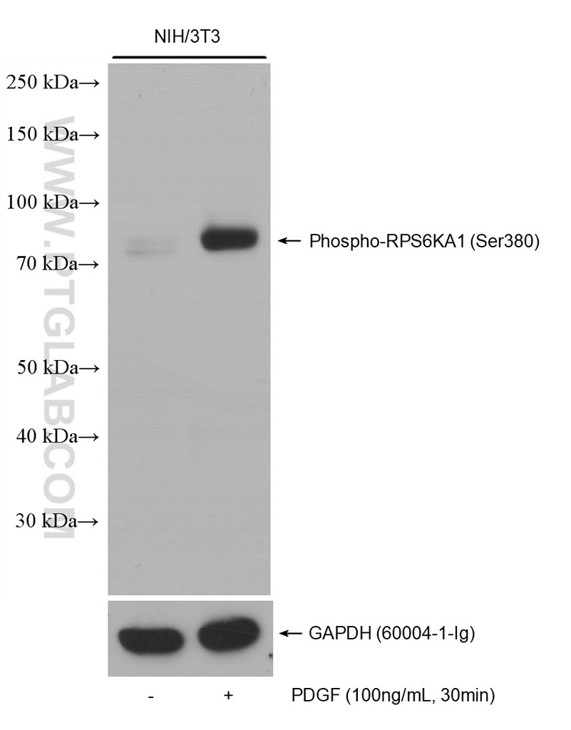 Phospho-RPS6KA1 (Ser380) Recombinant antibody