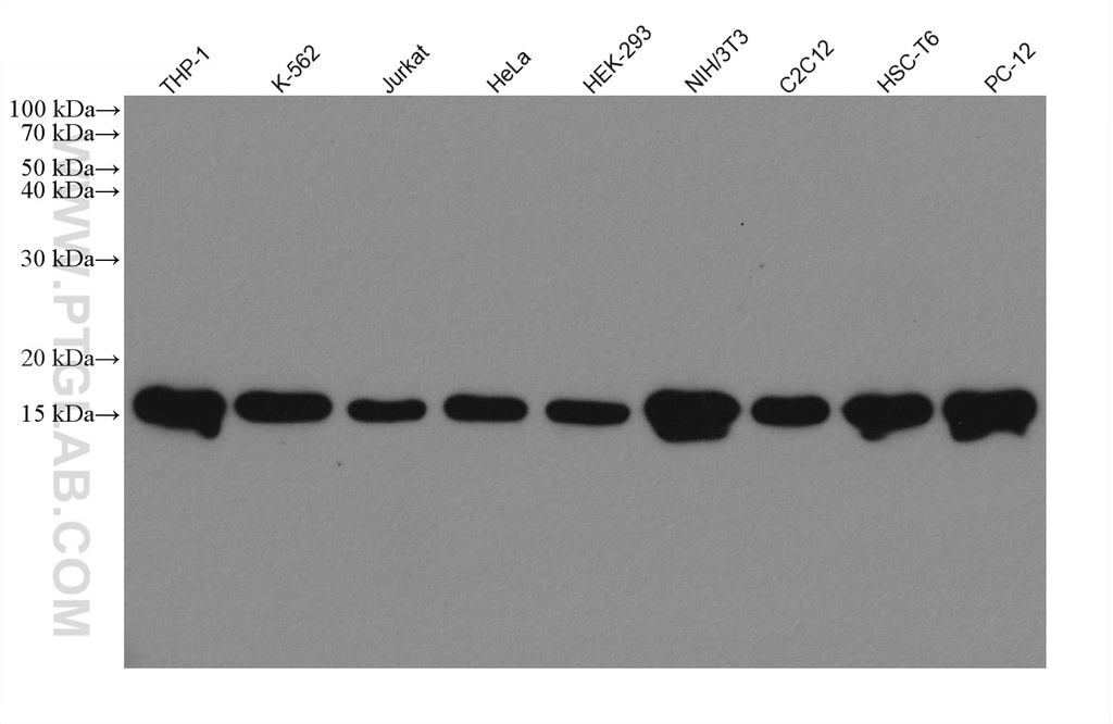 Mono/Di-Methyl-Histone H3 (Lys9) Recombinant antibody