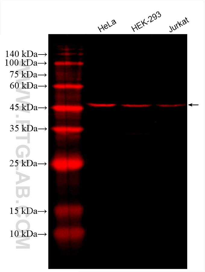 CoraLite®594-conjugated STK11/LKB1 Monoclonal antibody
