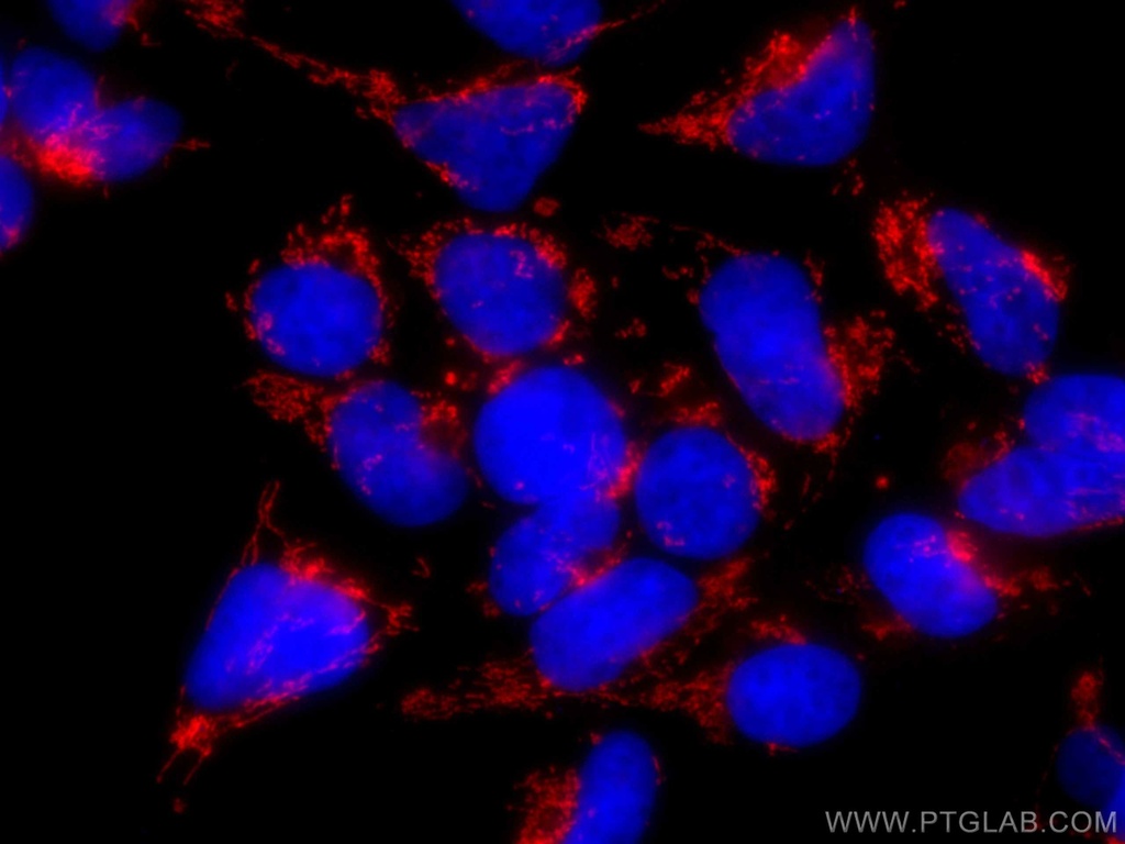 CoraLite®594-conjugated LRPPRC Monoclonal antibody