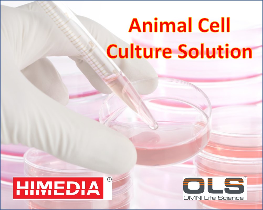 Ampicillin Solution w/ 100mg/ml Ampicillin sodium salt in sterile tissue culture grade water    