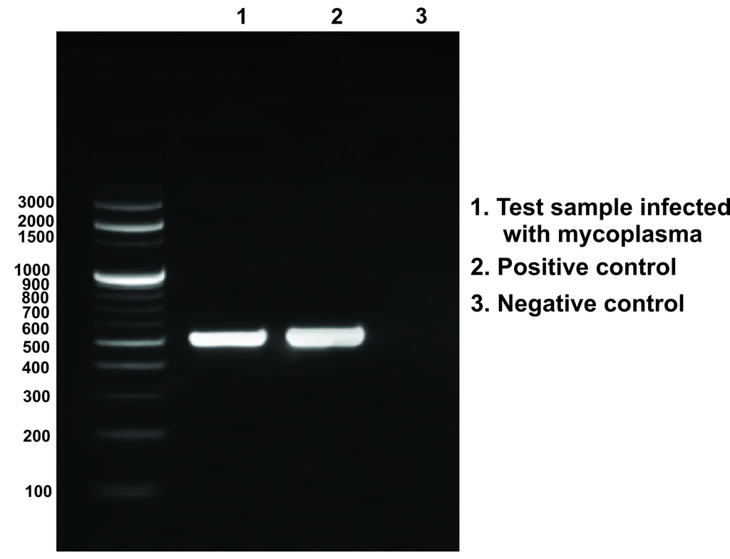 EZdetectTM PCR kit for Mycoplasma detection
Based on 16S rRNA sequence     