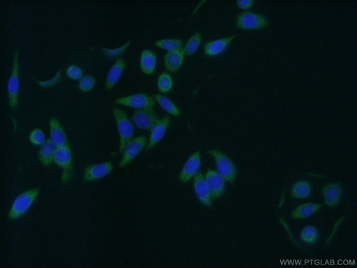 [10072-1-AP-150UL] GAS7 Polyclonal antibody