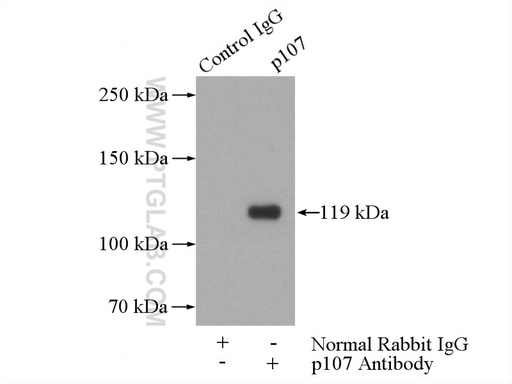 [13354-1-AP-150UL] p107 Polyclonal antibody
