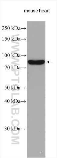 [15984-1-AP-150UL] ABCF3 Polyclonal antibody
